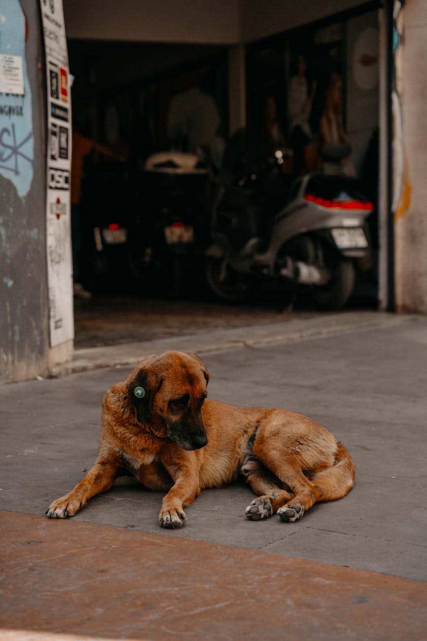 Niente risarcimento se a mordere e’ un cane randagio